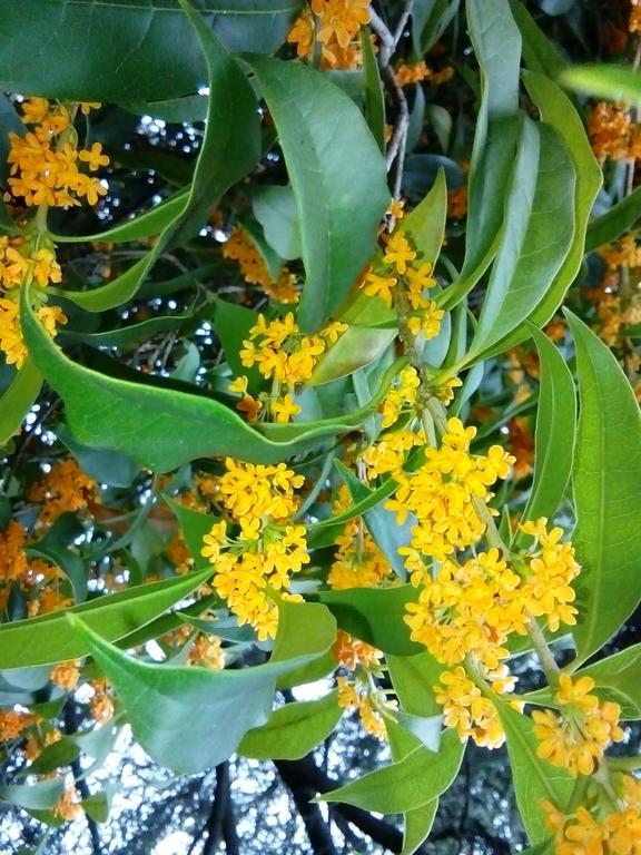 Villa Osmanthus ヴィチェンツァ エクステリア 写真